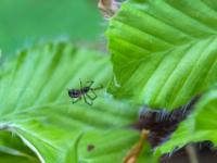 Zackenband-Großweber Spinne